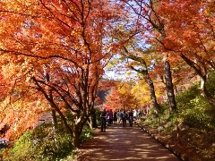 Original Size: 480 x 360, 181KB