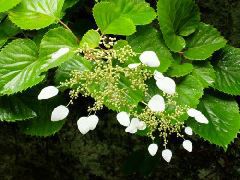 Original Size: 500 x 375, 55KB